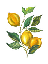 Watercolor Lemon Branch With Leaves And Lemons. Hand Painted Fresh Yellow Fruits Isolated On White Background. Fresh Fruits Illustration For Design, Print, Fabric, Decor.