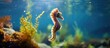 A small seahorse swims in the underwater world in St Thomas