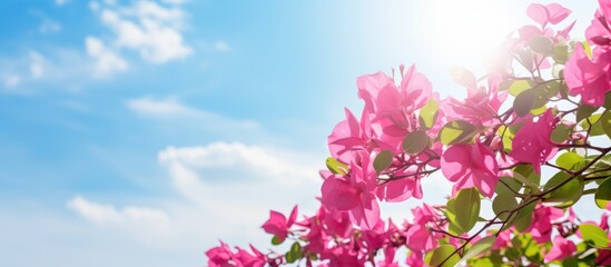 Poster - Bright sunlight illuminating bougainvillea with sky in the background