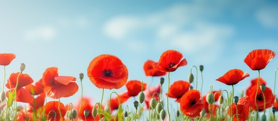 Canvas Print - Red poppies bloom in a green field