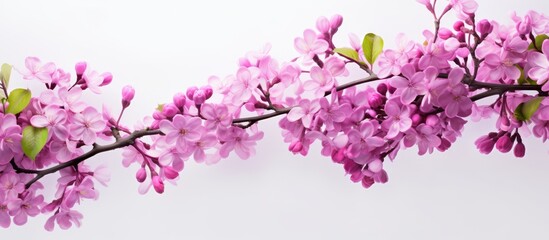 Sticker - Blooming floral background with pink lilac flowers