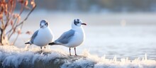 Winter Plumage Of Non Breeding Adult Black Headed Gulls On Frozen Pond