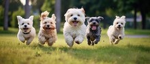 Cute Funny Dogs Group Running And Playing On Green Grass In Park