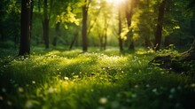 Summer Beautiful Spring Perfect Natural Landscape Background, Defocused Green Trees In Forest With Wild Grass And Sun Beams