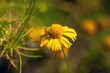 Yellow sneezeweed, Helenium amarum