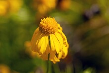 Yellow Sneezeweed, Helenium Amarum