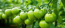 Green Tomatoes On A Plant