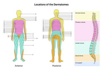 Location of the dermatomes major dermatomes and cutaneous nerves anterior and posterior view