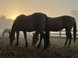 Grazing Horses at Sunrise