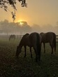 Sunrise on Horse Farm