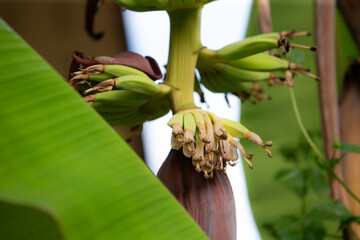 Canvas Print - Banana blossom on the tree in the garden, Thailand.