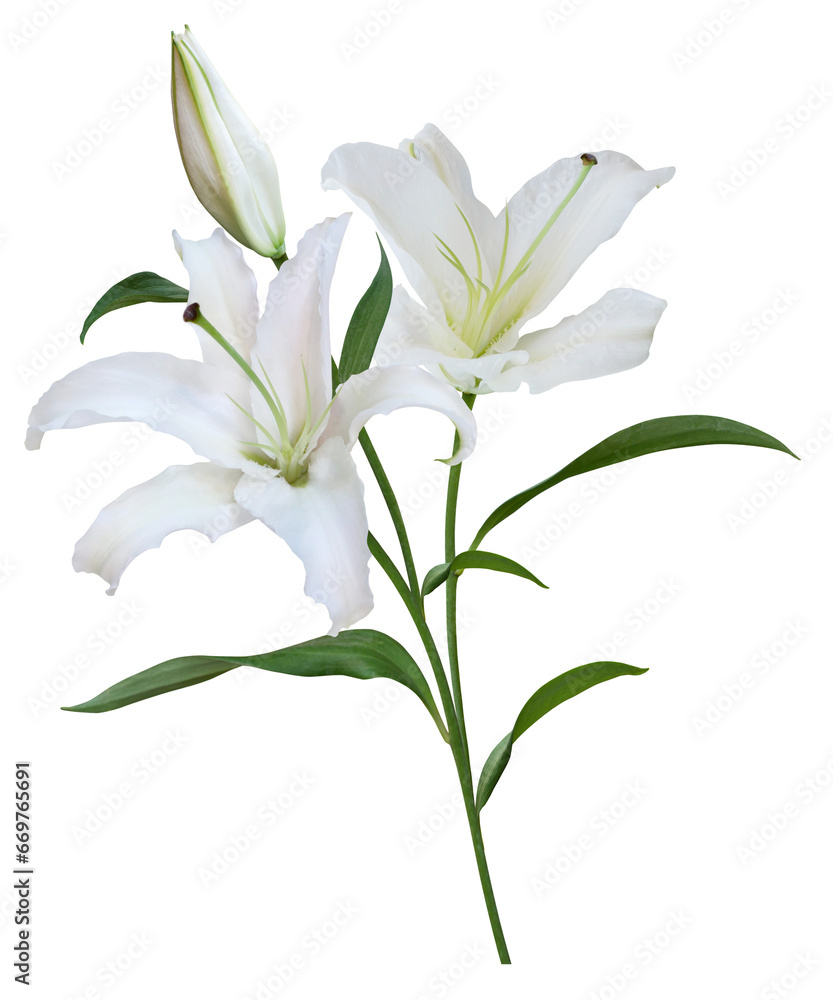 White Lily flower bouquet isolated on transparent background Stock ...