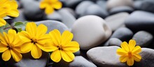 Stones Surround Yellow Flowers In Bloom