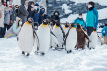 King Penguin Parade Walking On Snow At Asahiyama Zoo In Winter Season. Landmark And Popular For Tourists Attractions In Asahikawa, Hokkaido, Japan. Travel And Vacation Concept