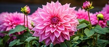 Dahlia Blooms Pink Outdoors