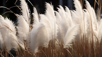 Wall Mural - Cortaderia selloana, popularly known as silver pampas grass, is a sweet grass (poaceae) plant.
