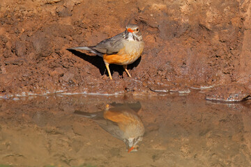 Poster - A kurrichane thrush (Turdus libonyanus) at a waterhole, South Africa..