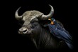 African buffalo with a starling on its horns against a black background. Generative AI