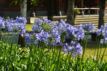 Wall Mural - Close-up Side View Of Beauty Of Agapanthus Praecox Plants With Long-stemmed Purple Flowers In The Garden Park