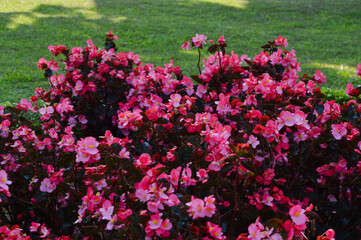 Wall Mural - High Angle View Of Red Flowers And Reddish Leaves Of Begonia Cucullata Plants With Well-kept Green Grass In The Garden