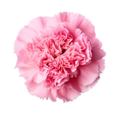 Poster - pink carnation flower blossom isolated on transparent background,transparency 