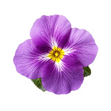 Fototapeta  - Purple,violet primrose isolated on transparent background,transparency 