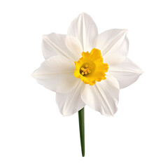 Poster - White white daffodil,Narcissus flower isolated on transparent background,transparency 