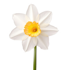 Poster - White white daffodil,Narcissus flower isolated on transparent background,transparency 