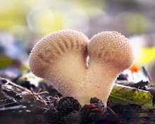 Puffball Mushrooms 