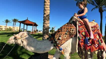egypt tourism with camel riding back, traditional entertainment. the little girl who is being walked