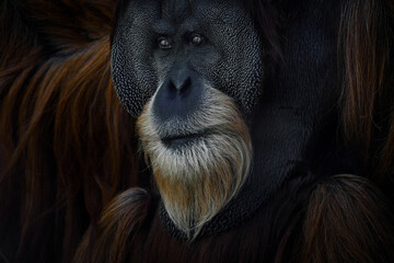 sumatran orangutan, pongo abelii, critically endangered ape monkey, and found only in north indonesi