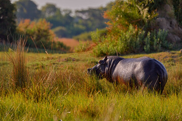 Wall Mural - Africa, wildlife, Hippo i green grass, wet season, danger animal in the water. African landscape with hippo. Hippopotamus amphibius capensis, with evening sun, animal in the nature, Okavango, Botswana