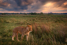 Young Male Of Okavango Lion, Botswana Widlife. Big Cat In Africa. Evening Sunset, Storm Clouds In The Sky. Wide Angle Lens Wildlife Landscape Photo.