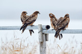 Fototapeta  - Black kite, Milvus migrans, sitting on the tree during winter in Japan. Forest in background, wildlife from Asia.