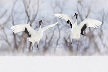 Pair Of Red-crowned Crane, Grus Japonensis, Walking In The Snow, Hokkaido, Japan. Beautiful Bird In The Nature Habitat. Wildlife Scene From Nature. Crane With Snow In The Cold Forest. Animal Behaviour