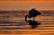 Chilean flamingo sunset, waves on the surface. Animals in the orange nature habitat in Chile, America. Flamingo sunset from Patagonia, Torres del Paine. Flamingo feeding in the ocean sea water.