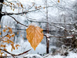 Cold autumn winter background with flowers and leaves in snow - Abstract nature garden banner, panorama with frost and bokeh lights - autumn leaves in the snow