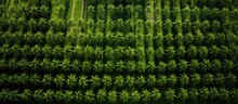 Birds Eye Perspective Of Coconut Plantation With Orderly Rows Of Coconut Trees And Interspersed Banana Plantation