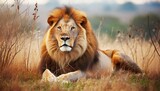 Fototapeta Sawanna - lion in the grass