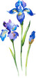 Vector Watercolor painted iris flower. Hand drawn flower design elements isolated on white background.