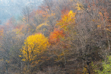 Wall Mural - Colorful autumn trees on a mountainside