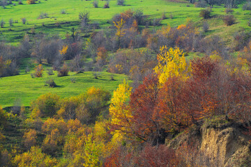 Wall Mural - Colorful autumn trees on a mountainside