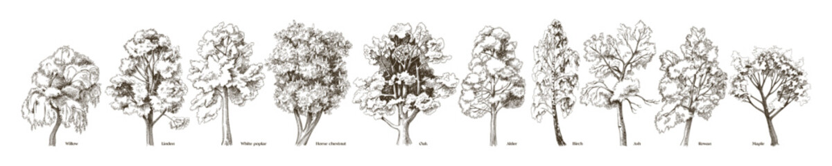 deciduous trees collection in retro style
