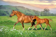 Red foal with mare