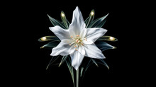 In The Image, A Star Of Bethlehem Shines As A Cross On A Black Background.