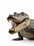 Fototapeta Zwierzęta - Crocodile Studio Shot Isolated on Clear Black Background, Generative AI