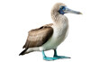 Blue Footed Booby Bird Facts on transparent background