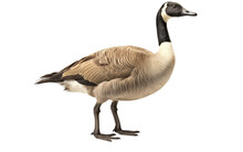 Canada Goose Behavior Insights On Transparent Background