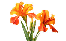 The Beauty Of Canna Lily Flowers On Transparent Background