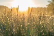 © Westend61 - Germany, Hamburg, Lush grass in Boberger Dunes at sunrise